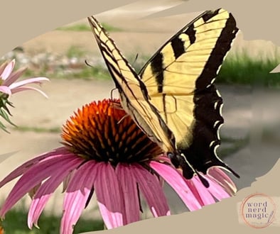 blog2-butterfly